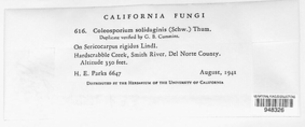 Coleosporium asterum image